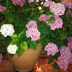 La Fenice Montefiascone