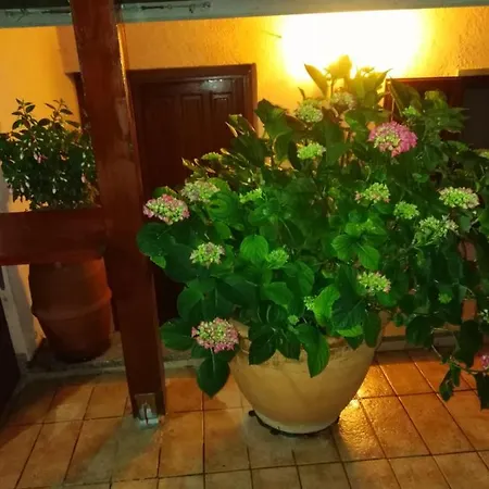 Daire La Fenice *