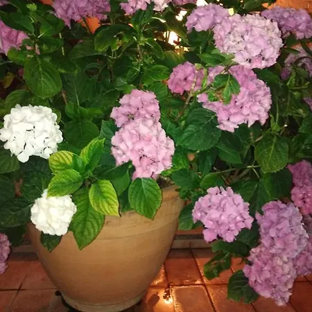 La Fenice Montefiascone